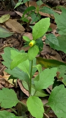 Carpesium divaricatum