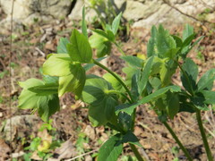 Helleborus odorus