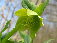 Helleborus odorus