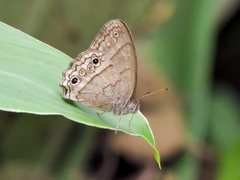 Cissia themis
