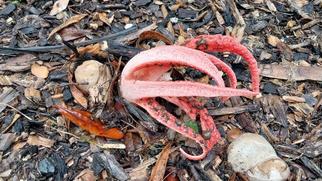 Clathrus archeri · April 2025 · photo: © tomass (iNaturalist, cc-by-nc)