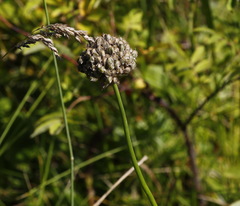 Allium strictum