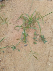 Cyperus sphaerospermus