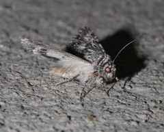 Sympistis poliochroa