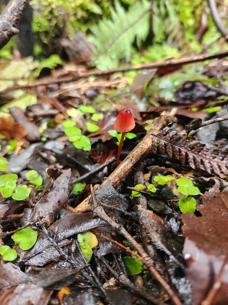 Mycena ura · April 2025 · photo: © archie_tarn (iNaturalist, cc-by)