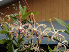 Arachnis flos-aeris