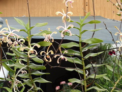 Arachnis flos-aeris