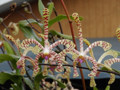 Arachnis flos-aeris