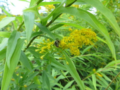 Merodon constans
