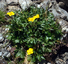 Ranunculus cordiger