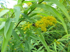Merodon constans