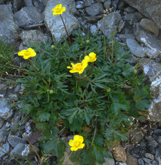 Ranunculus cordiger