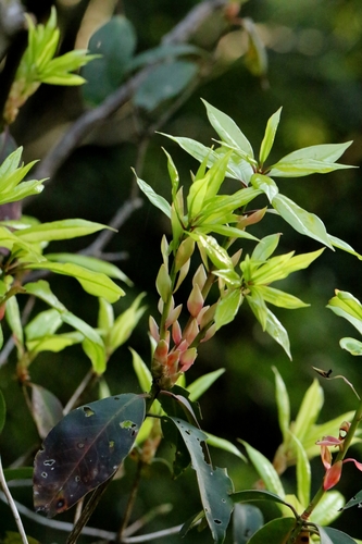 Westland's Rhododendron (Rhododendron moulmainense)
