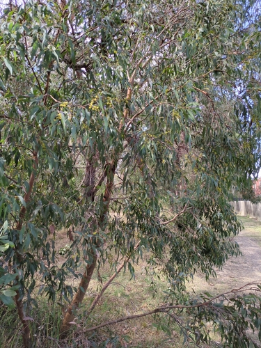 Image of Eucalyptus radiata by no rights reserved