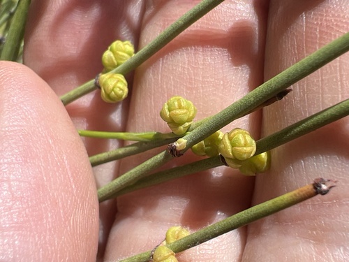 Arizona Jointfir (Ephedra fasciculata)