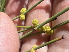 Ephedra fasciculata