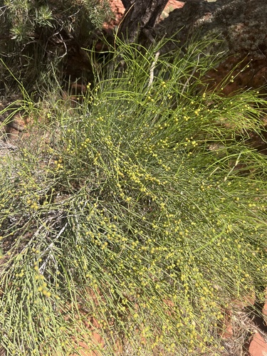 Ephedra fasciculata, photograph 1