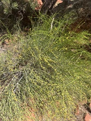 Ephedra fasciculata, photograph author not stated, no rights reserved