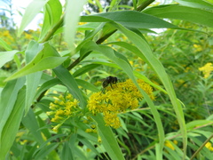 Merodon constans