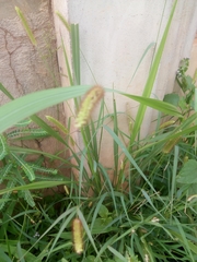 Setaria pallide-fusca