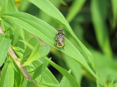 Merodon constans