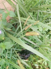 Setaria pallide-fusca