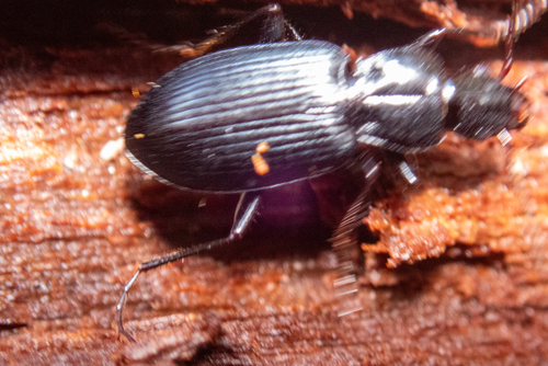 Laemostenus complanatus observed 2025-03-31