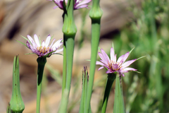 Tragopogon porrifolius porrifolius