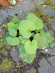 Tussilago farfara