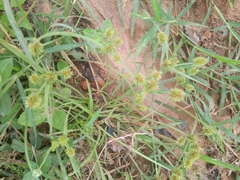Cyperus difformis