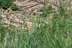 Tragopogon porrifolius porrifolius