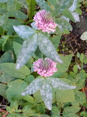 Trifolium pratense