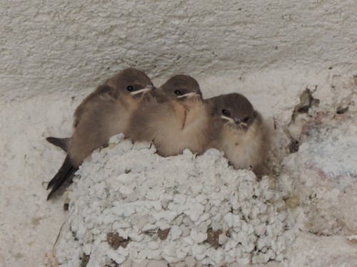 Eurasian Crag-Martin