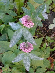 Trifolium pratense