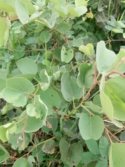 Piliostigma reticulatum