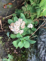 Hylotelephium telephioides