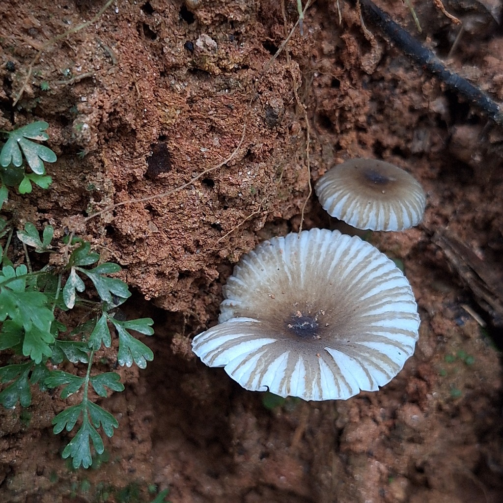 Russula puiggarii · April 2025 · photo: © deniszabin (iNaturalist, cc-by)