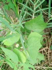 Triumfetta rhomboidea