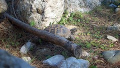 Testudo graeca ibera