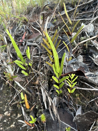 Lindsaea walkerae observed 2025-04-18