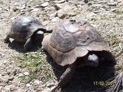 Testudo graeca ibera