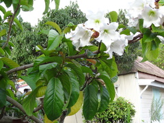 Beaumontia grandiflora