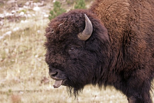 Plains Bison photographed in South Dakota