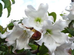 Beaumontia grandiflora