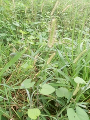 Setaria pallide-fusca