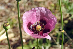 Papaver somniferum setigerum