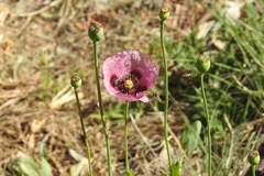 Papaver somniferum setigerum