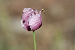 Papaver somniferum setigerum