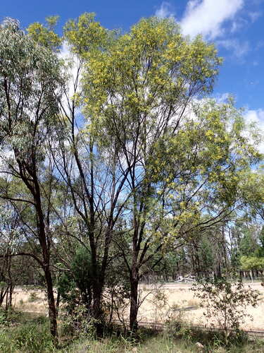 Acacia sparsiflora observed 2025-04-13