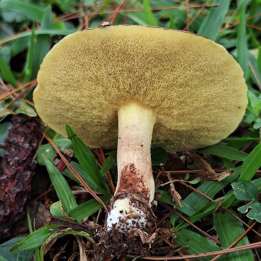 Suillus granulatus · April 2025 · photo: © deniszabin (iNaturalist, cc-by)